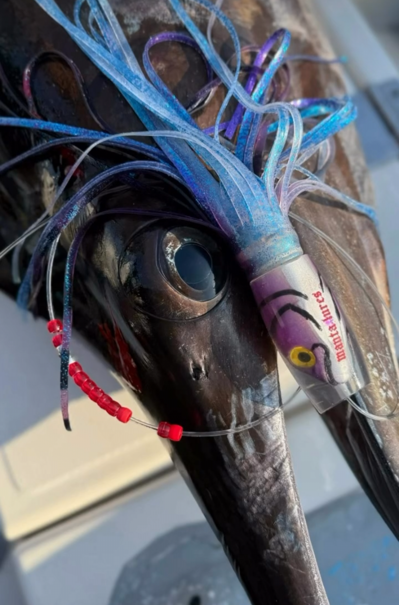 Blue marlin, brought over the side with the manta lure over its head