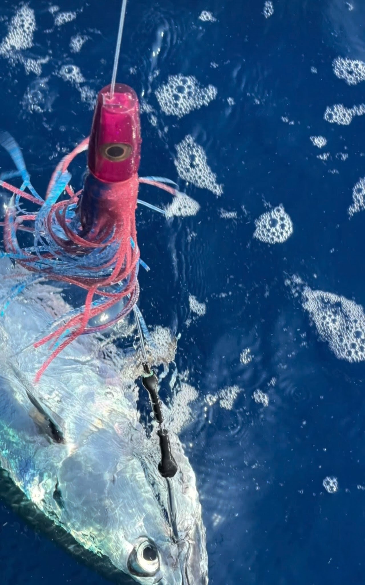 Tuna on the lure, fighting it up beside the boat